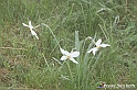 VBS_1153 - Fioritura narcisi a Castelnuovo Nigra 2023